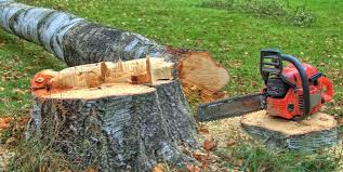 Reliable Columbus Grove, OH Tree Removal and Landscaping Services Solutions